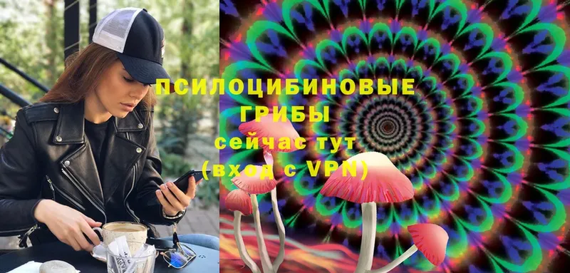 Галлюциногенные грибы Psilocybine cubensis  Талдом 